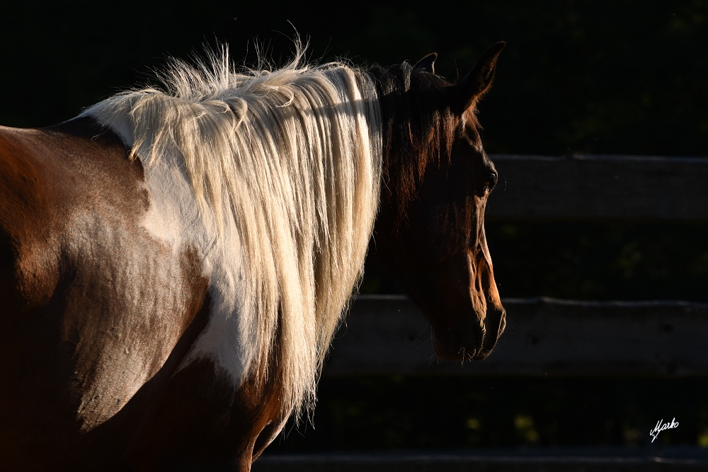 American Paint Horse