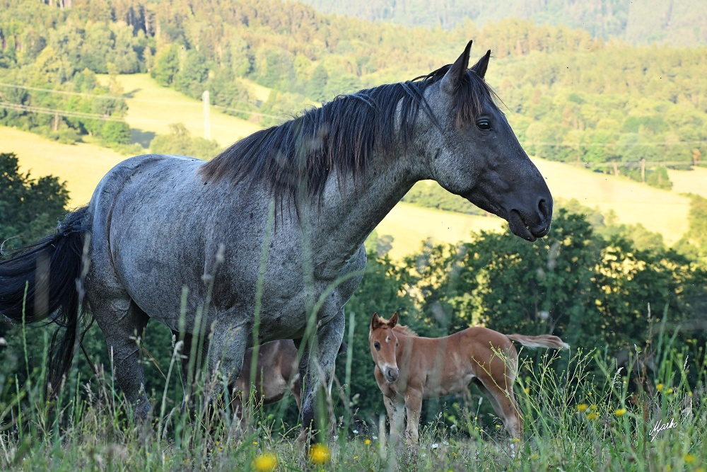 American Quarter Horse