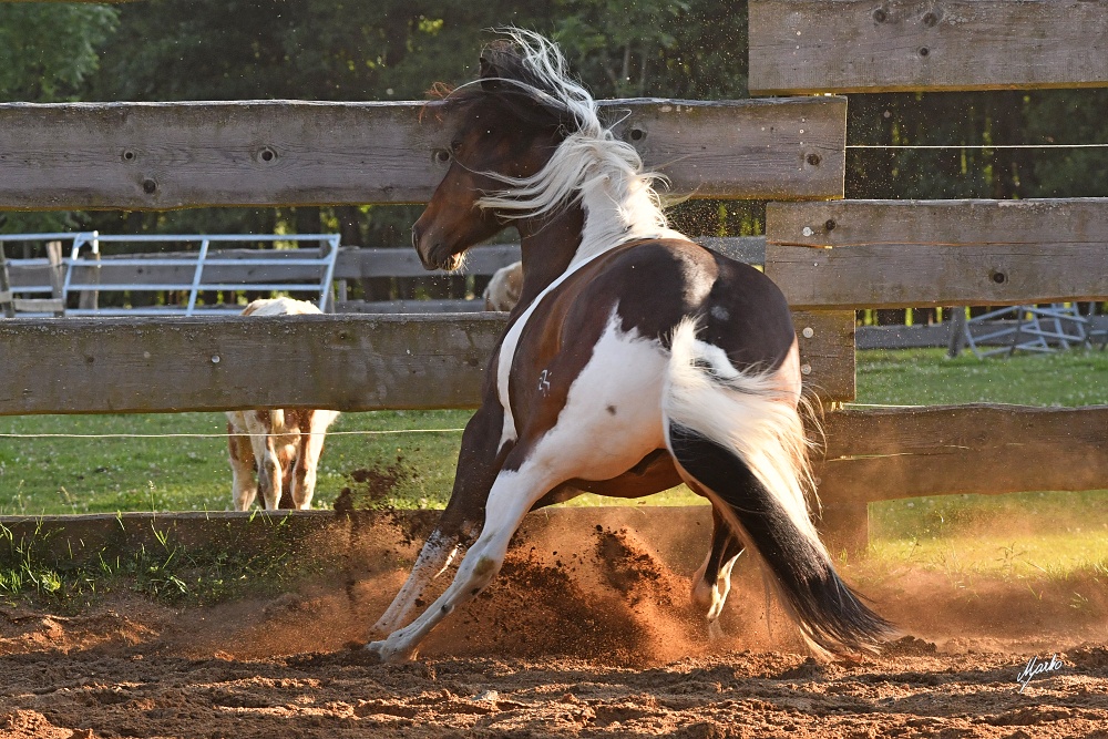 American Paint Horse