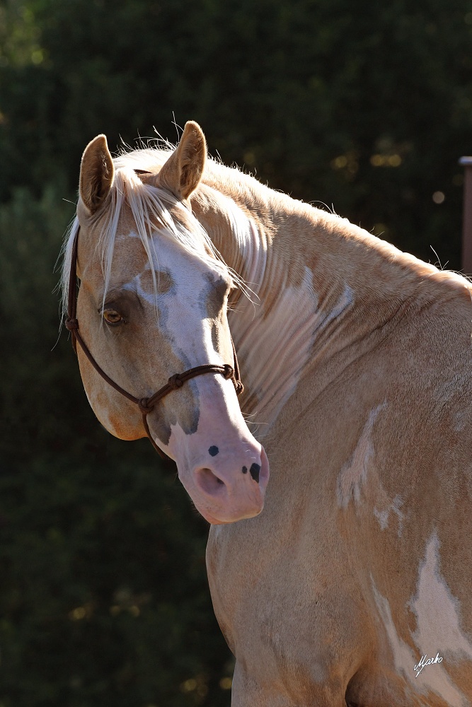 American Paint Horse