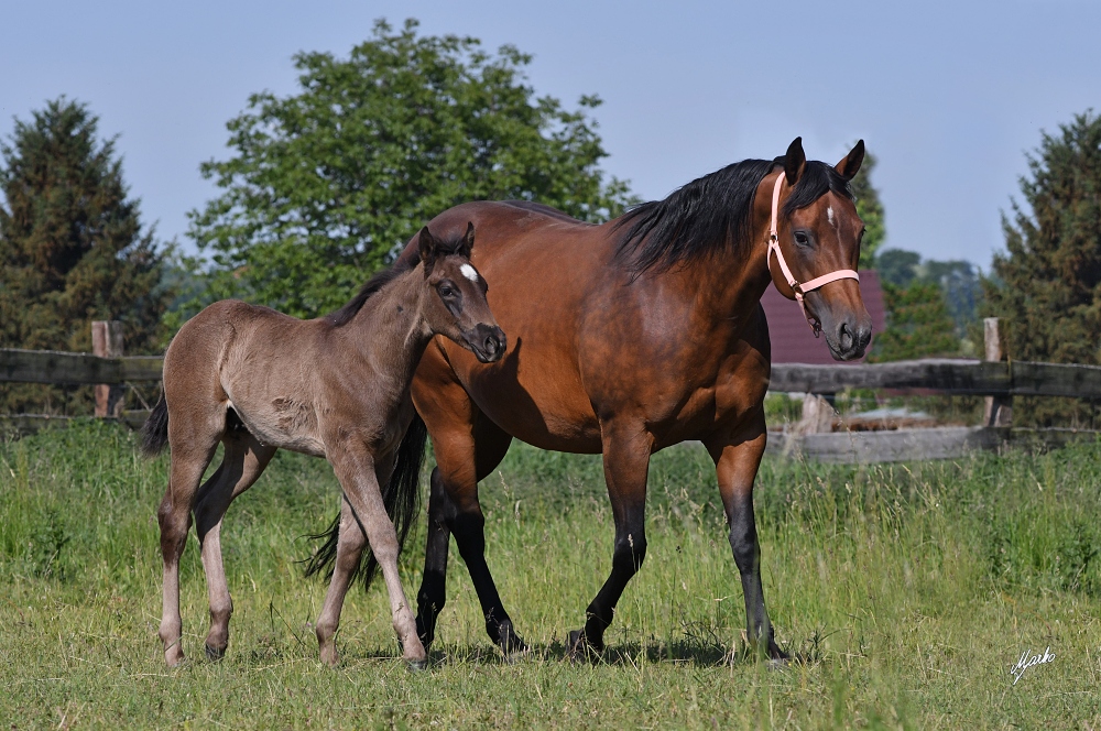 American Quarter Horse