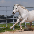 American Quarter Horse | fotografie