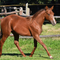 American Quarter Horse | fotografie