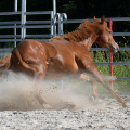 American quarter horse | fotografie