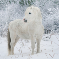 welsh mountain pony | fotografie