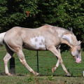 American Paint Horse | fotografie