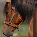 American quarter horse | fotografie