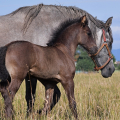 Barock pinto | fotografie