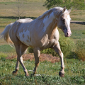 American Paint Horse | fotografie