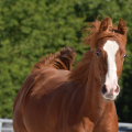 American quarter horse | fotografie