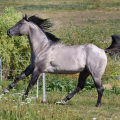 American Quarter Horse | fotografie