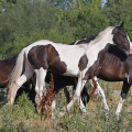 Barock pinto | fotografie