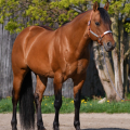 American quarter horse | fotografie