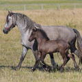 Barock pinto | fotografie