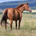 American Quarter Horse | fotografie