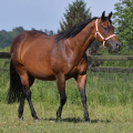 American Quarter Horse | fotografie