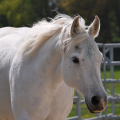 American Paint Horse | fotografie