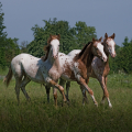 Appaloosa | fotografie