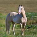 American Paint Horse | fotografie