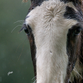 tinker | fotografie