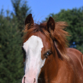 American Quarter Horse | fotografie