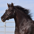 American Quarter Horse | fotografie