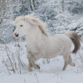 welsh mountain pony | fotografie