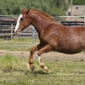 American Quarter Horse | fotografie