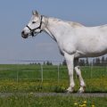 American Quarter Horse | fotografie