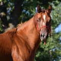 American Quarter Horse | fotografie