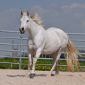 American Quarter Horse | fotografie