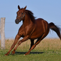 American Quarter Horse | fotografie