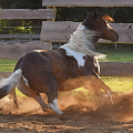 American Paint Horse | fotografie