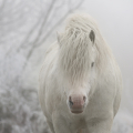 Welsh mountain pony | fotografie