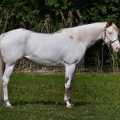 American Paint Horse | fotografie