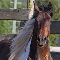 American Paint Horse | fotografie