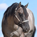 American Quarter Horse | fotografie