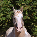 American Paint Horse | fotografie