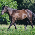 American Quarter Horse | fotografie