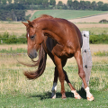 American Quarter Horse | fotografie