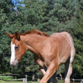 American Quarter Horse | fotografie