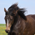 American Paint Horse | fotografie