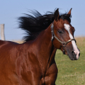 American Quarter Horse | fotografie