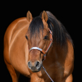 American quarter horse | fotografie