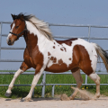 American Paint Horse | fotografie