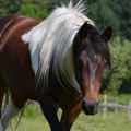 American Paint Horse | fotografie