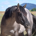 American Quarter Horse | fotografie