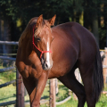 American Quarter Horse | fotografie