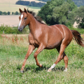 American Quarter Horse | fotografie