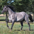 American Quarter Horse | fotografie